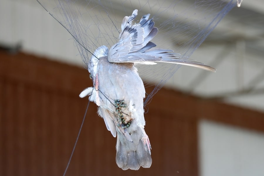 Pigeon Caught In The Nest