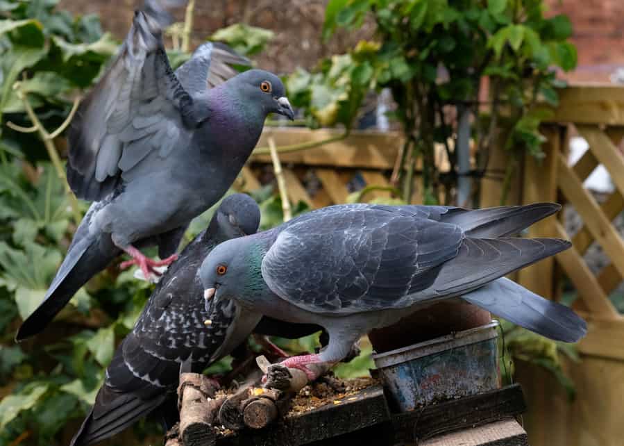 Pigeons Feeding In House Garden
