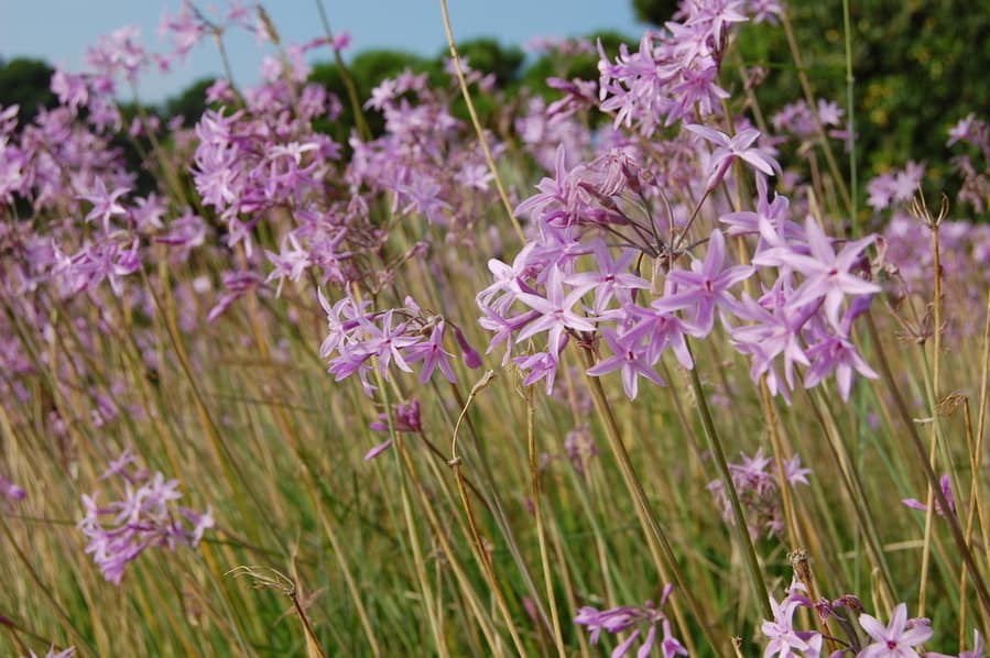 Pink Agapanthus