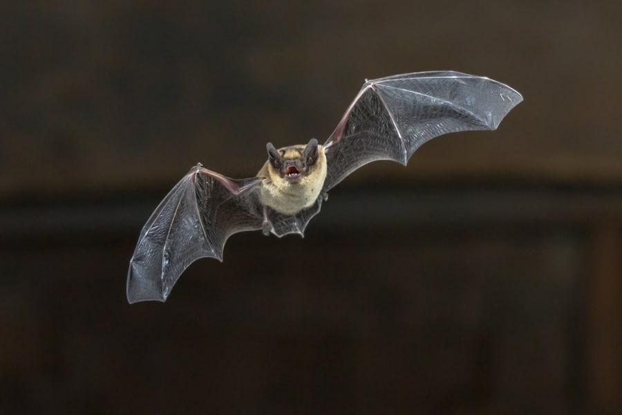 Pipistrelle Bat (Pipistrellus Pipistrellus) Flying On Wooden Ceiling Of House In Darkness