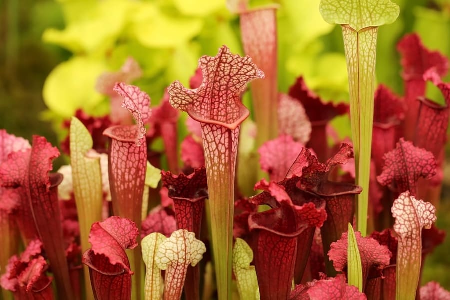 Pitcher Plants