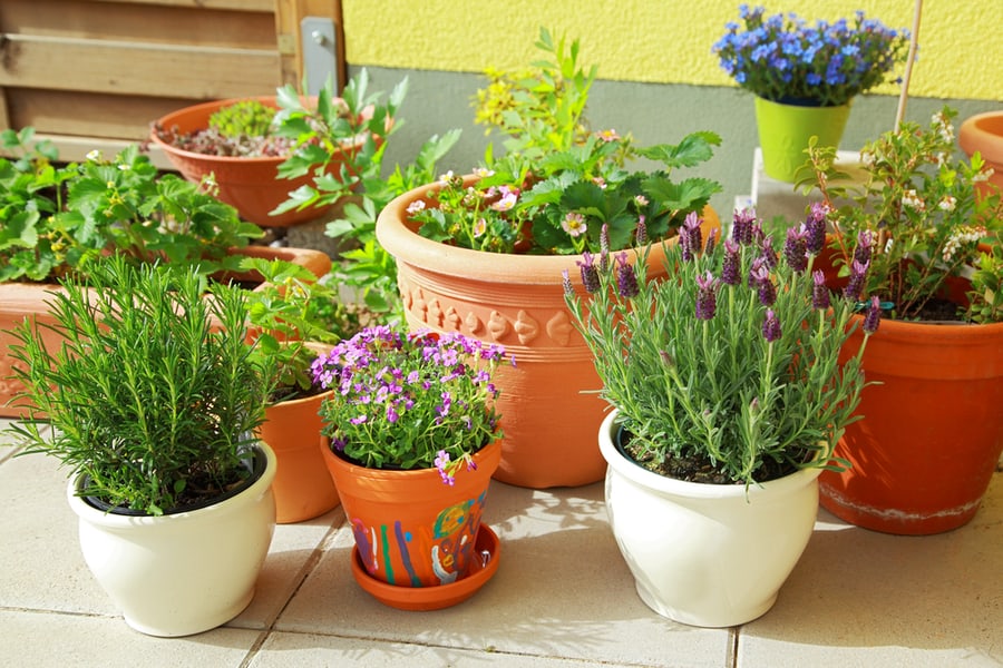 Place Spider-Repelling Plants On Your Balcony