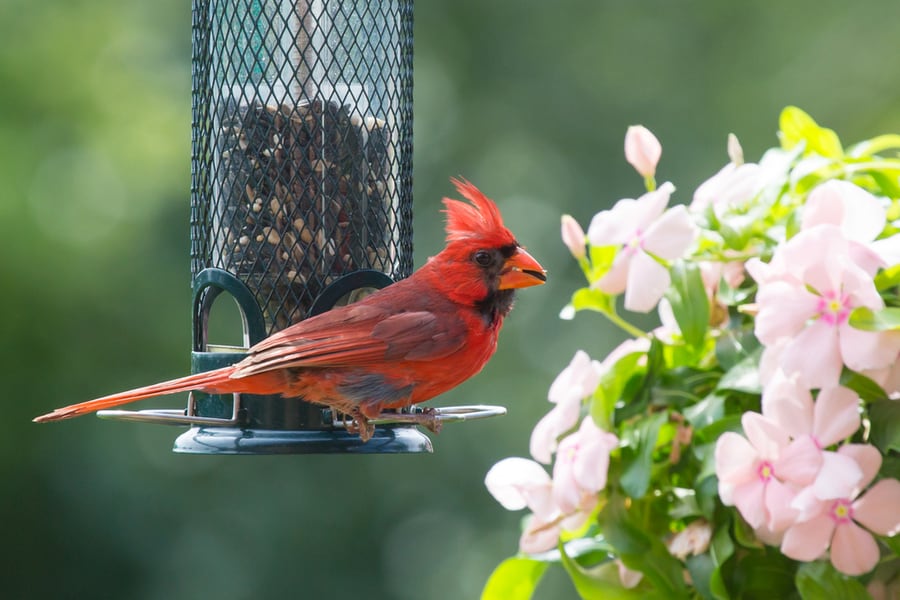 Plant Around Feeder