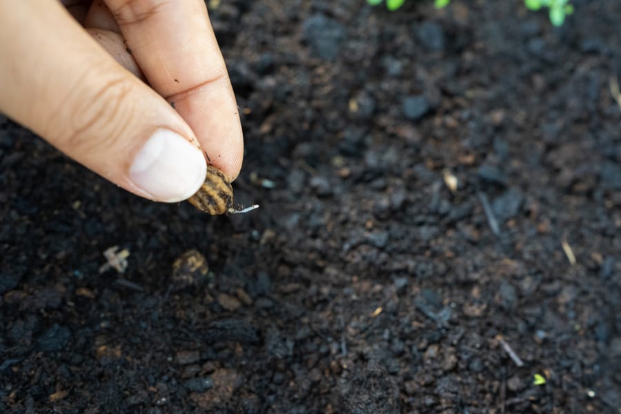 Planting Nasturtium