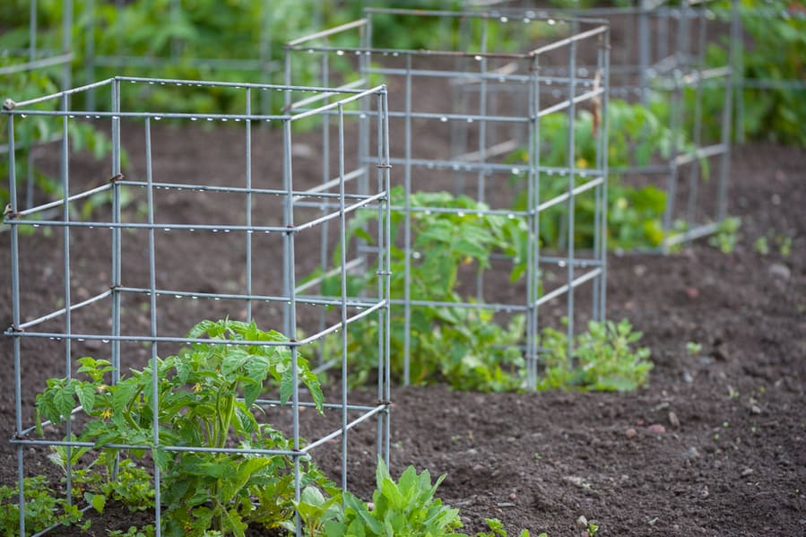 Plants Caged For Support Growing In Small Private Vegetable Garden