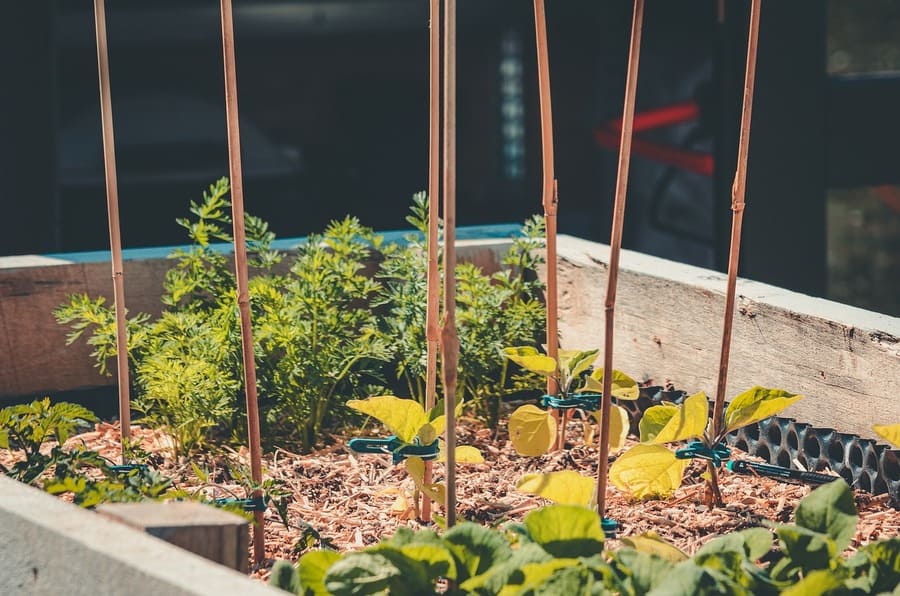 Plants In Raised Bed