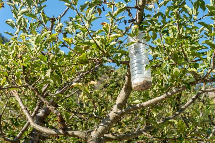 Plastic Bottles Hanging On Tree Branch With Natural Insecticide To Control Plagues