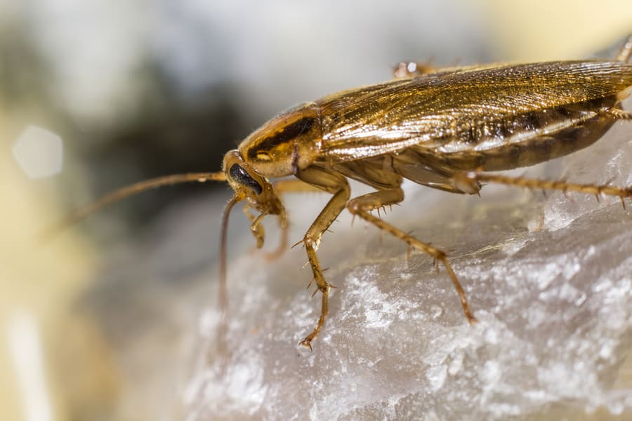 Portrait Of A German Cockroach