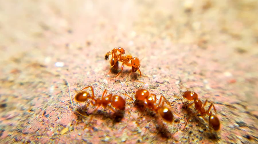 Presence Of Fire Ants