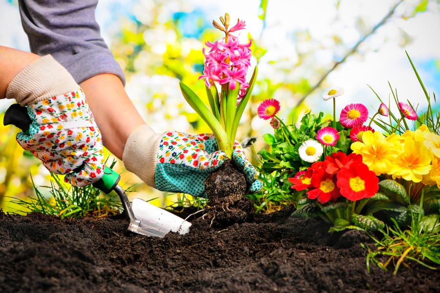 Professional Gardener