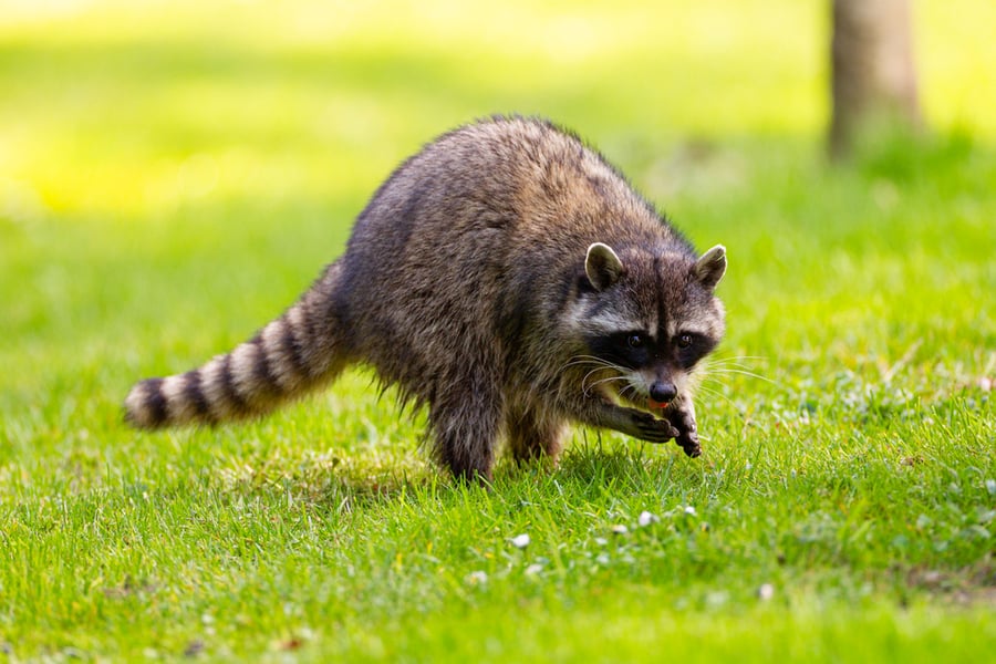 Raccoon At Stanley Park