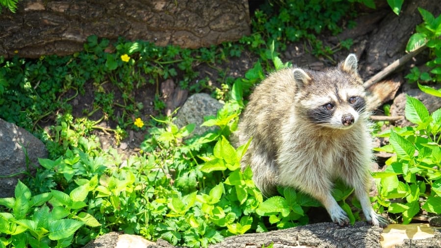 Raccoon Common Natural Habitat Garden