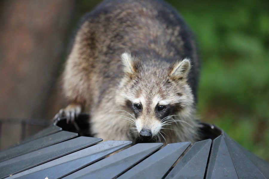 Raccoon Digs Trash