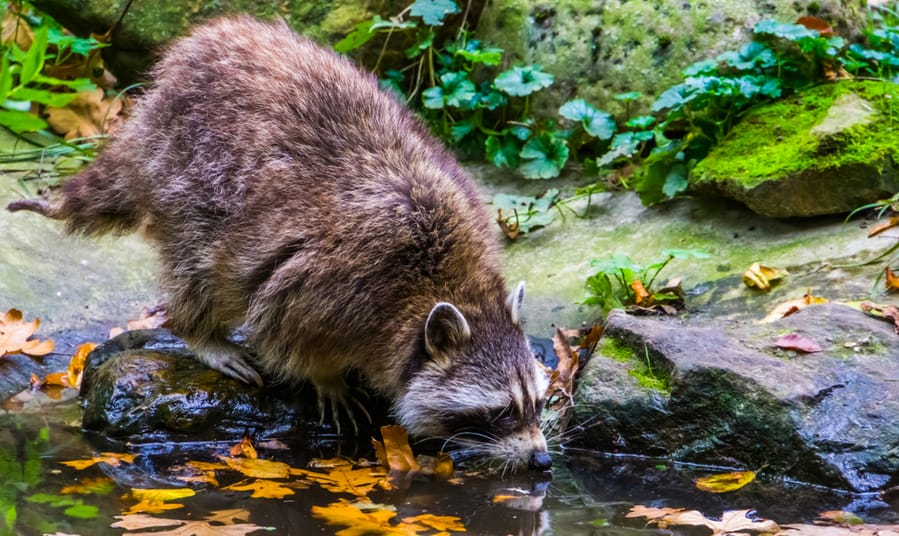 Raccoon Drinking