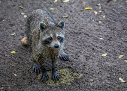 Raccoon Poops In The Yard