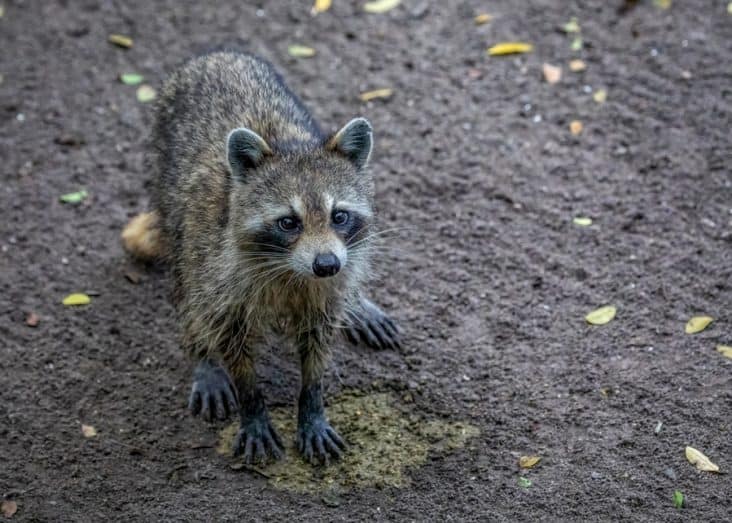 How To Deter Raccoons From Pooping In Your Yard BeatPests   Raccoon Poops In The Yard 732x523 