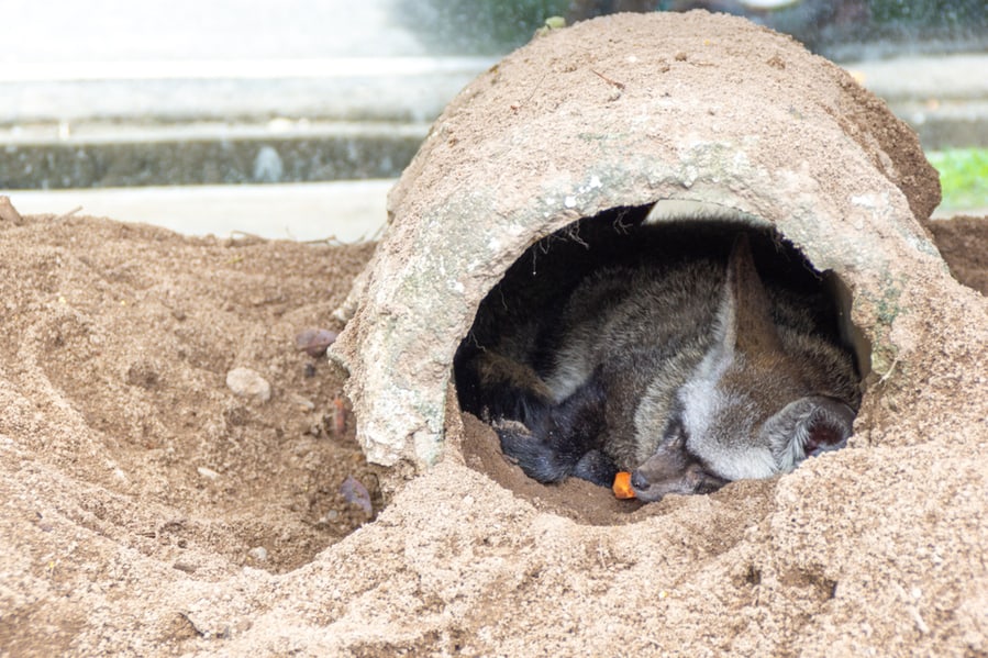 Raccoon Sleeping Hole