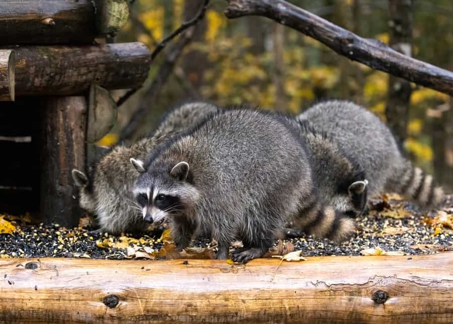 Raccoons In Search Of Food