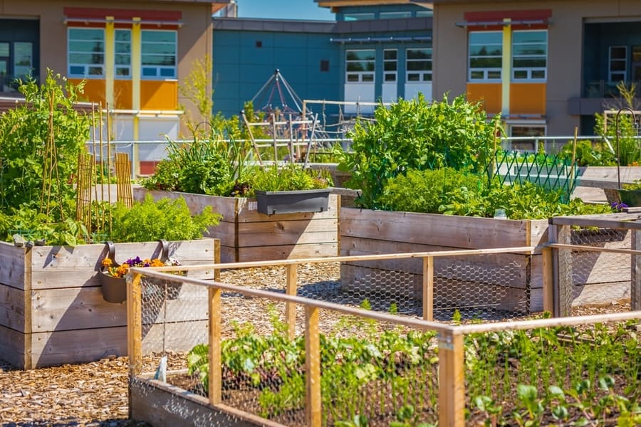 Raised-Bed Gardening, Garden With A Wooden Raised-Bed Planted With Vegetables And Lettuce