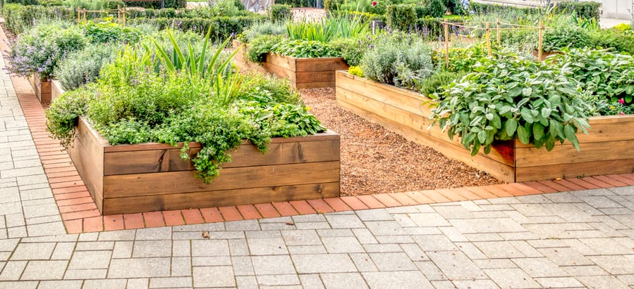 Raised Beds In An Urban Garden Growing Plants Herbs Spices And Vegetables