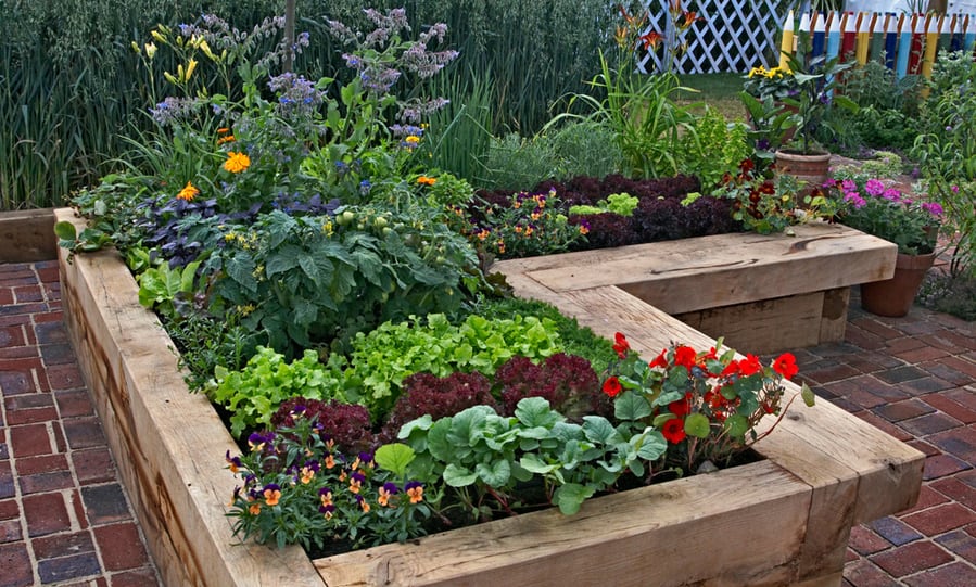 Rasied Vegetable Garden