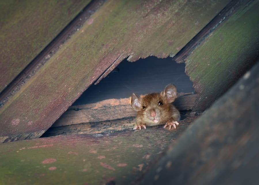 Rat At The Roof