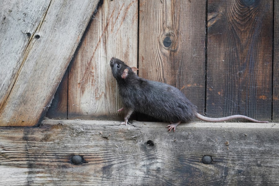 Rat Climbing In A Wooden Wall