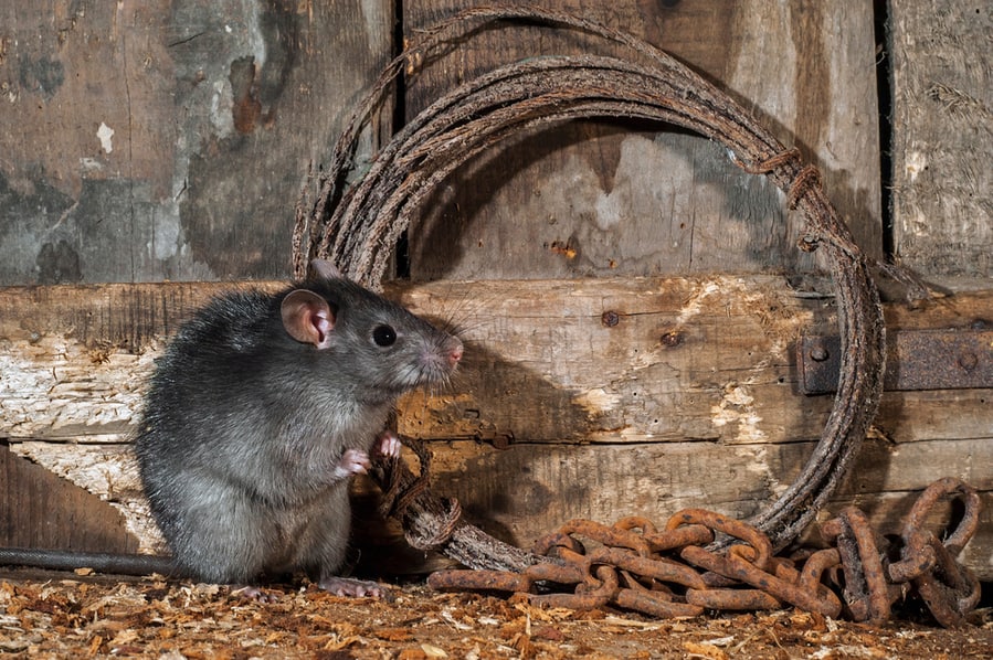 Rat Foraging In Old Barn
