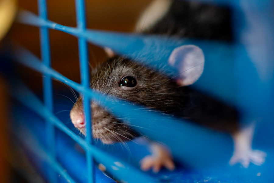 Rat In A Cage