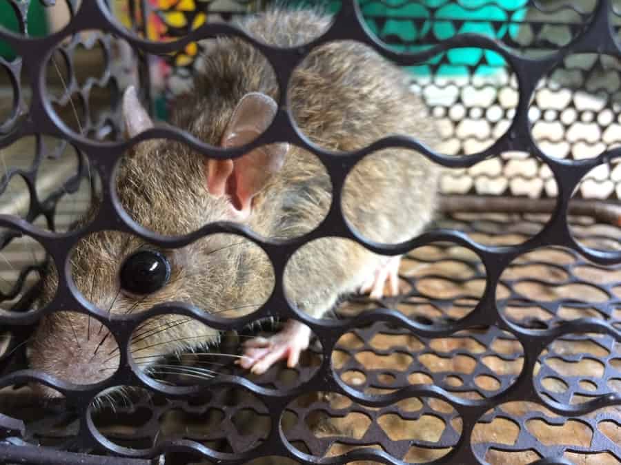 Rat In A Mousetrap