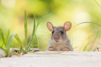 Rat In The Yard