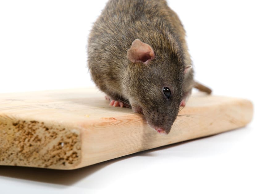 Rat On The Wood