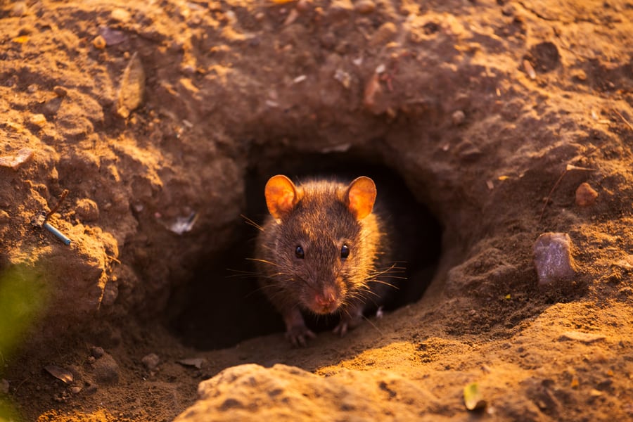 Rat Outside Of The Burrows