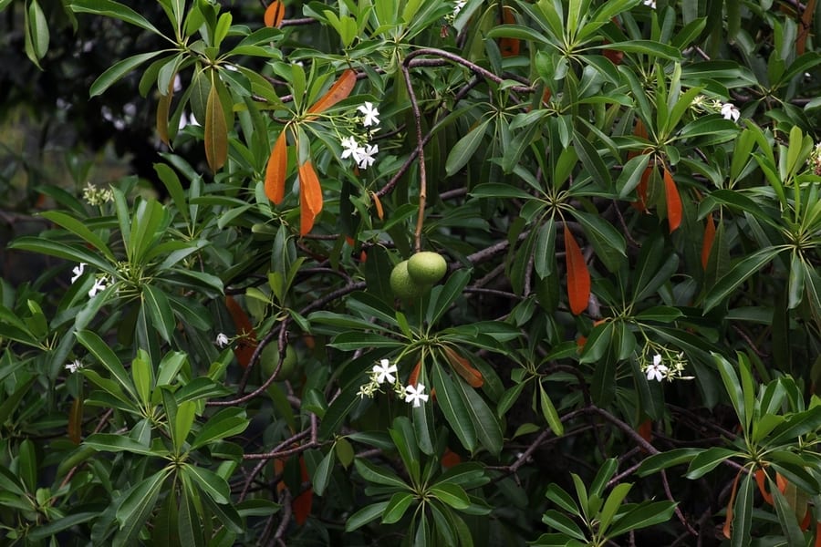 Rat- Repellent Plants