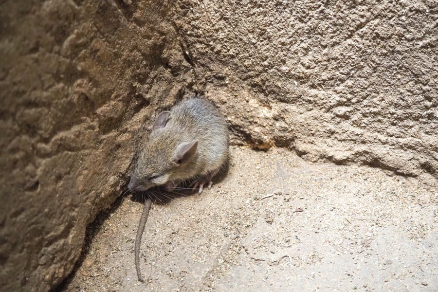 Rat Sitting In The Corner Of Cave Wall