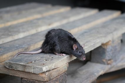Rat Sitting On A Wooden Pallet