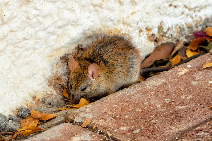 Rat Takes Refuge Amoung The Leaves