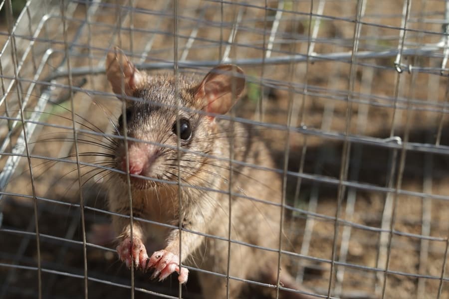 Rat Trapped Inside And Cornered In A Metal Mesh Mouse Trap Cage