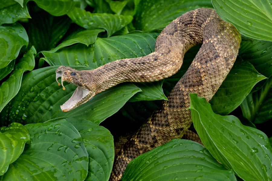 Rattlesnake On Hostas