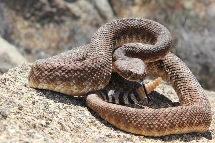 Rattlesnake