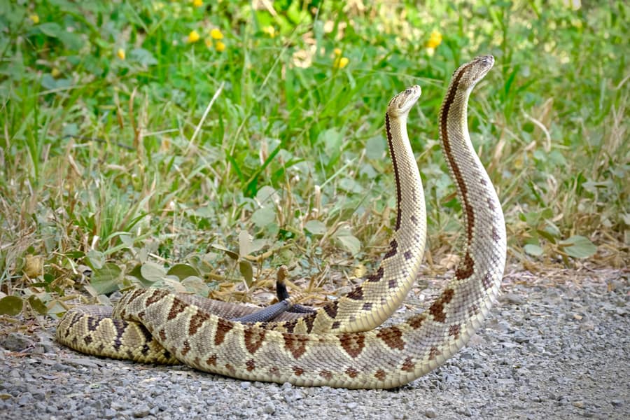 Rattlesnakes