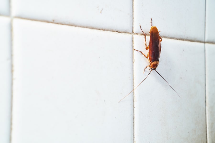 Reasons Why Roaches Come Into The Bathroom