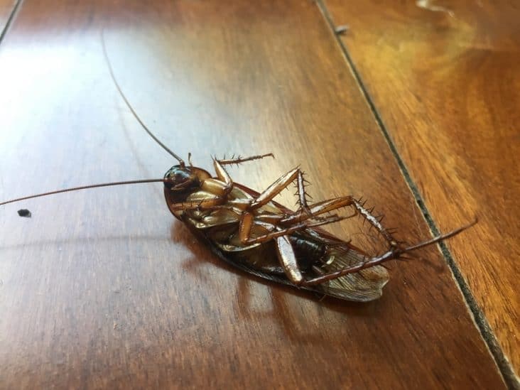 7 Reasons Why Roaches Show Up Dead BeatPests