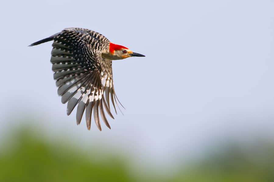 Red-Bellied Woodpecker Flying From Nest Hole