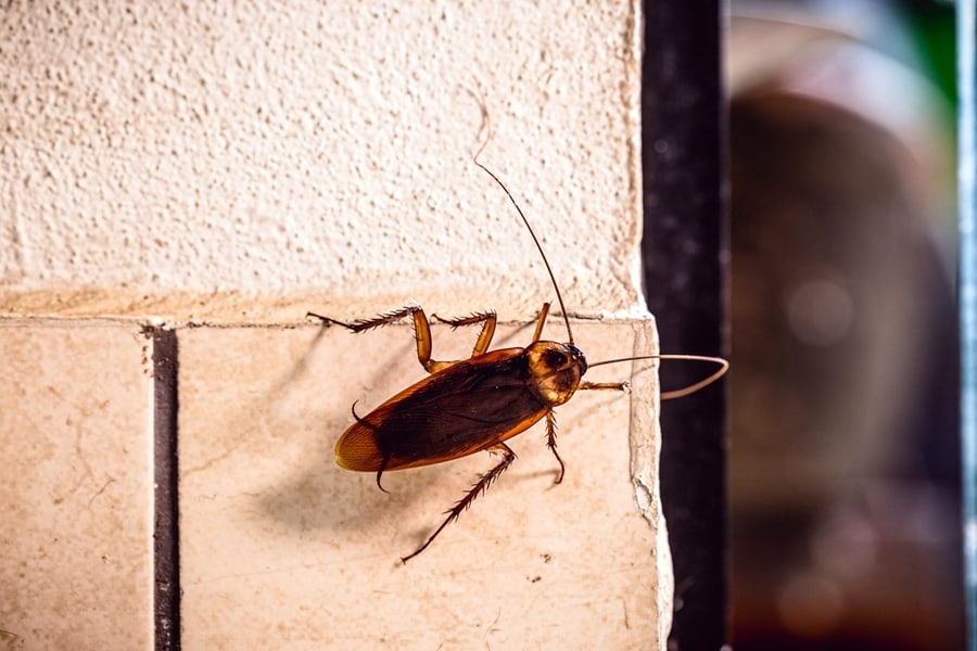 Red Cockroach Walking Around The Wall