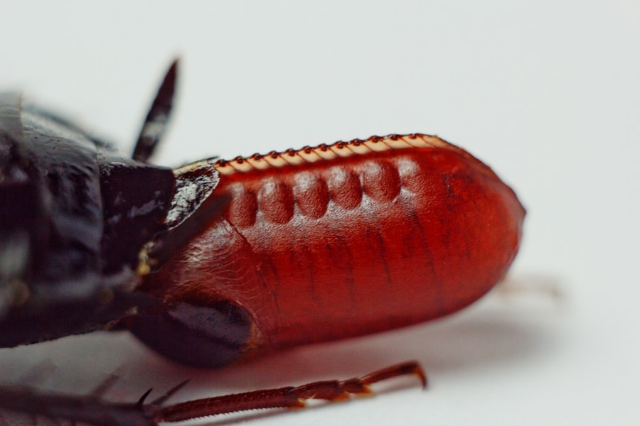 Red Cockroach With An Egg