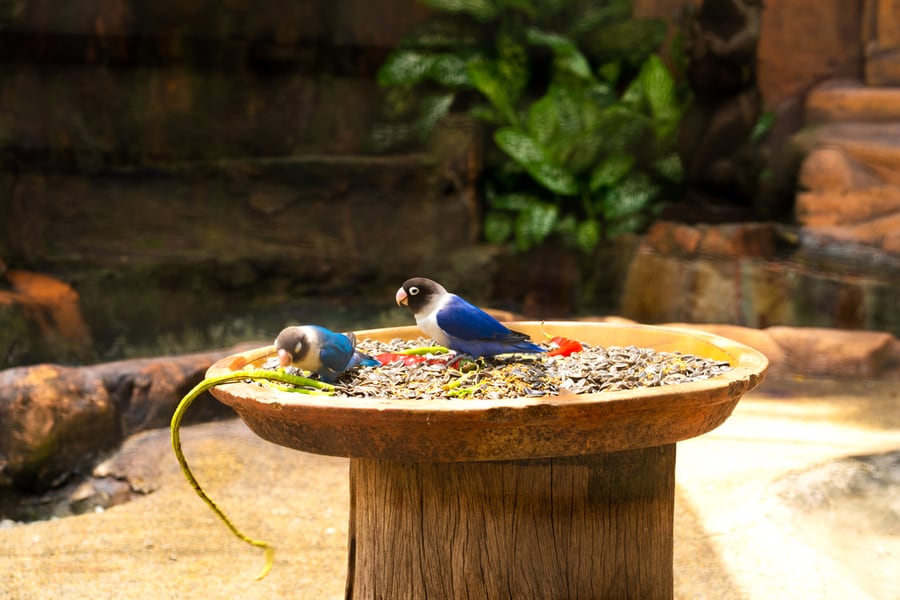 Red Pepper In Bird Feed