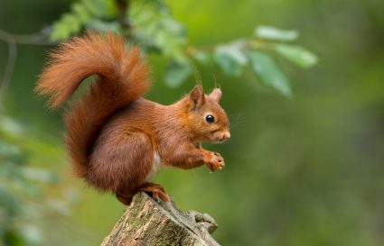 Red Squirrel Sitting On The Bark Of The Tree