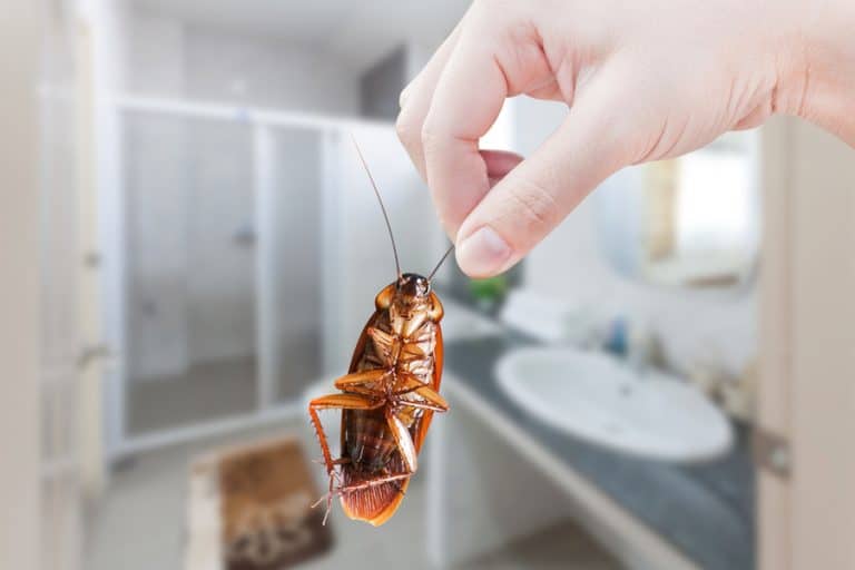 What To Do if a Hotel Room Has Roaches BeatPests