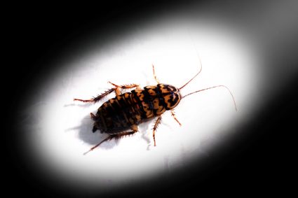 Roach In The Dark